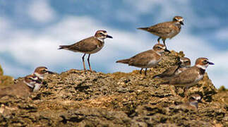 Wilson's Plover