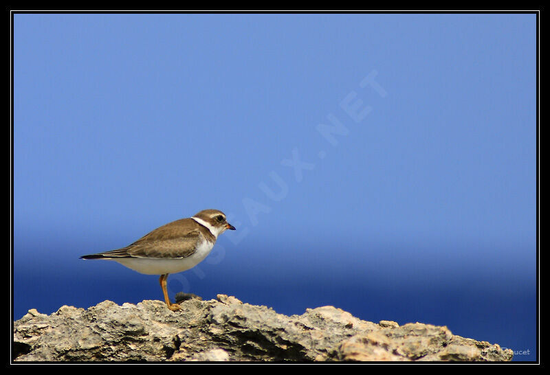 Semipalmated Plover