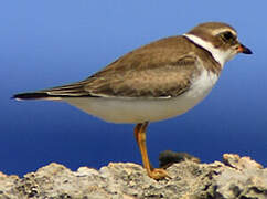 Semipalmated Plover