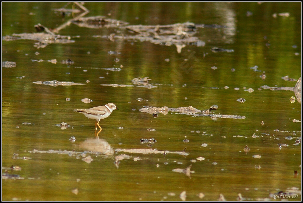 Semipalmated Plover