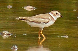 Semipalmated Plover