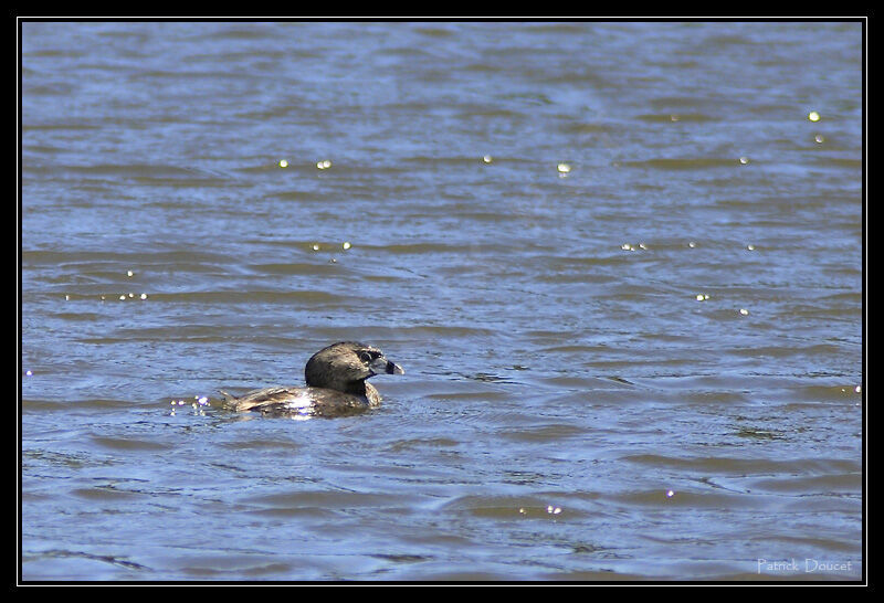 Pied-billed Grebe