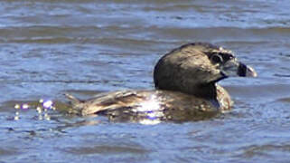 Pied-billed Grebe