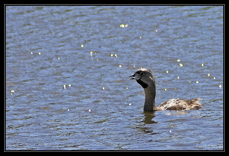 Pied-billed Grebe