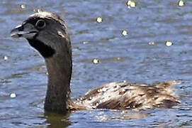 Pied-billed Grebe