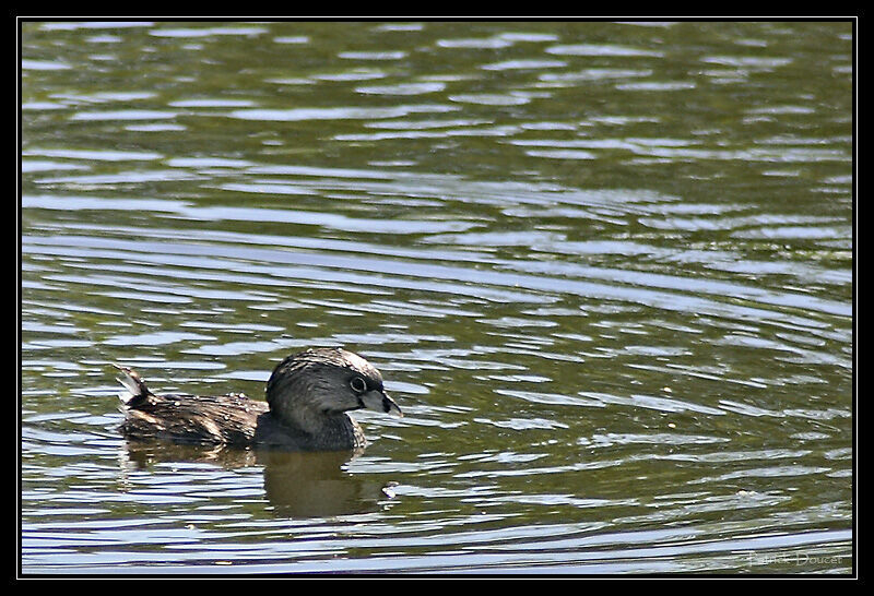 Pied-billed Grebe