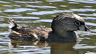 Pied-billed Grebe