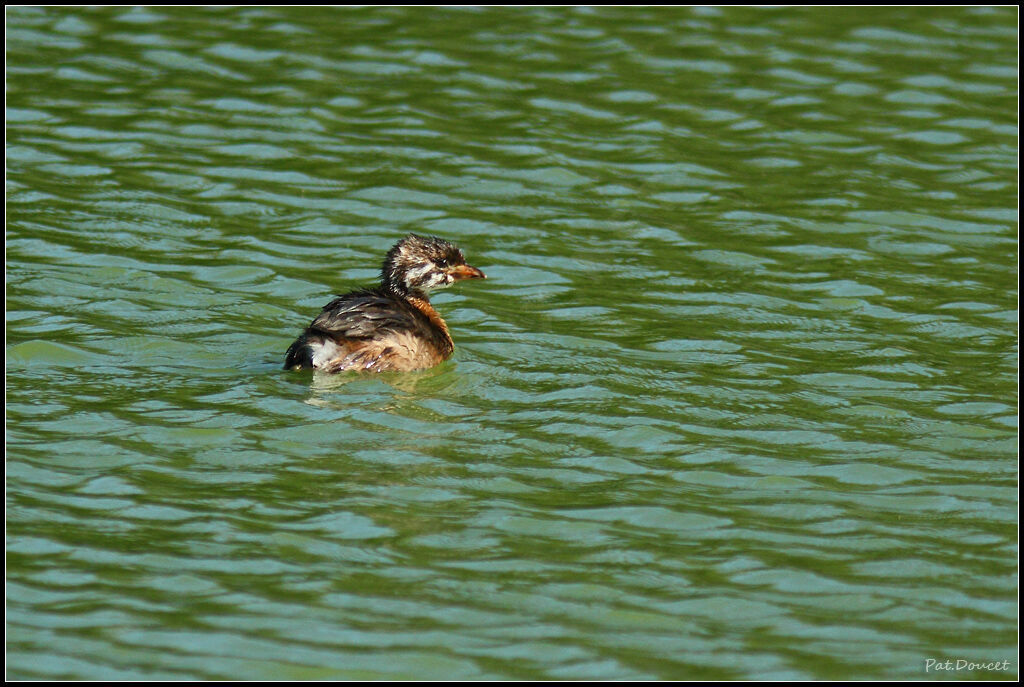 Pied-billed Grebe