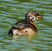 Pied-billed Grebe