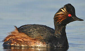 Black-necked Grebe