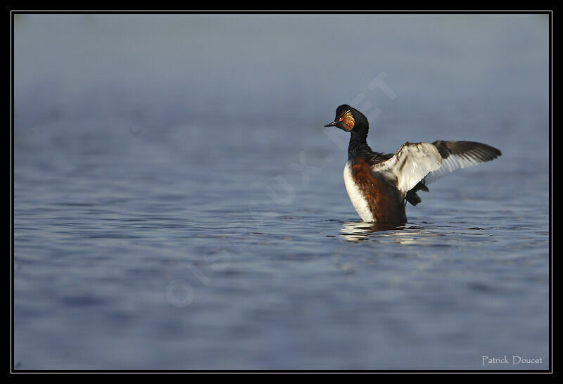 Black-necked Grebe