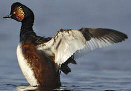 Black-necked Grebe