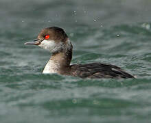 Black-necked Grebe