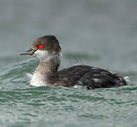 Black-necked Grebe