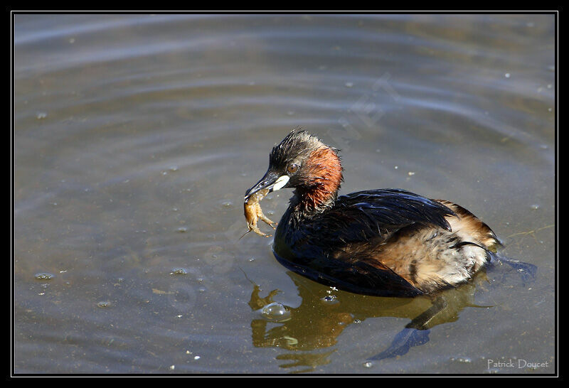 Little Grebe