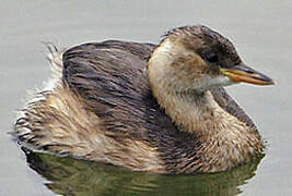 Little Grebe