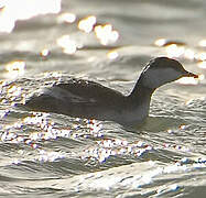 Horned Grebe