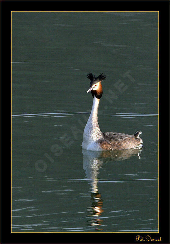 Great Crested Grebe