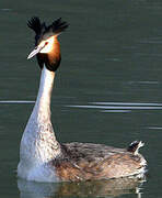 Great Crested Grebe