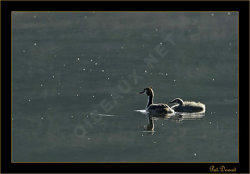 Great Crested Grebe