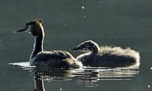 Great Crested Grebe