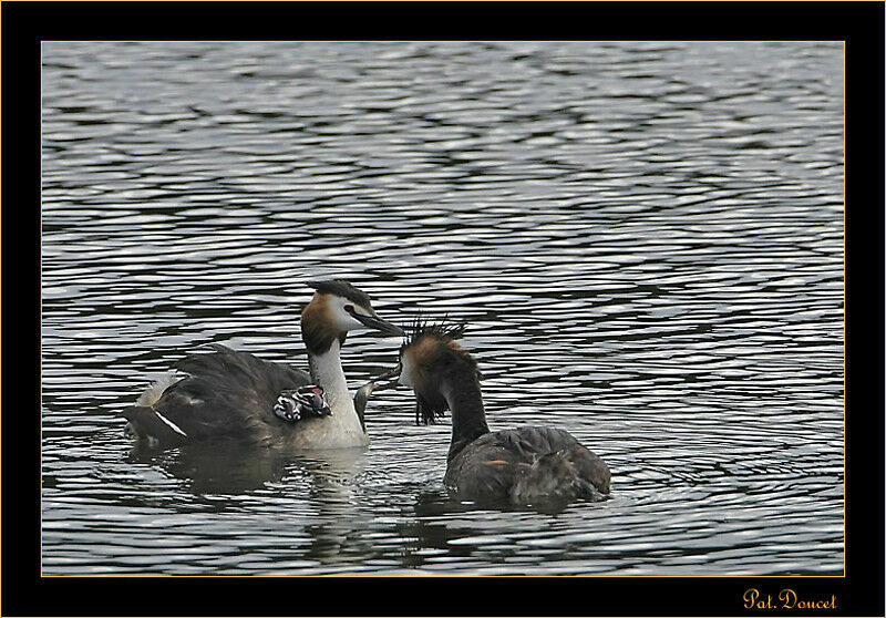 Great Crested Grebe