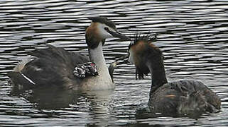 Great Crested Grebe