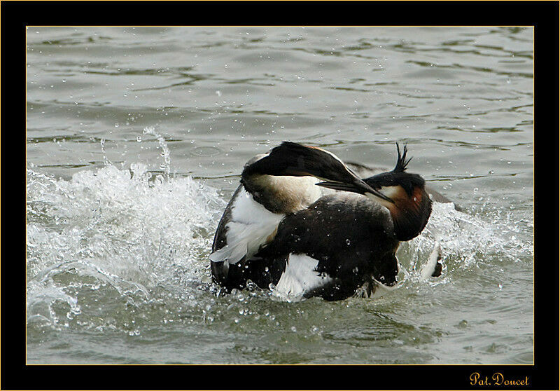 Great Crested Grebe