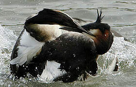 Great Crested Grebe