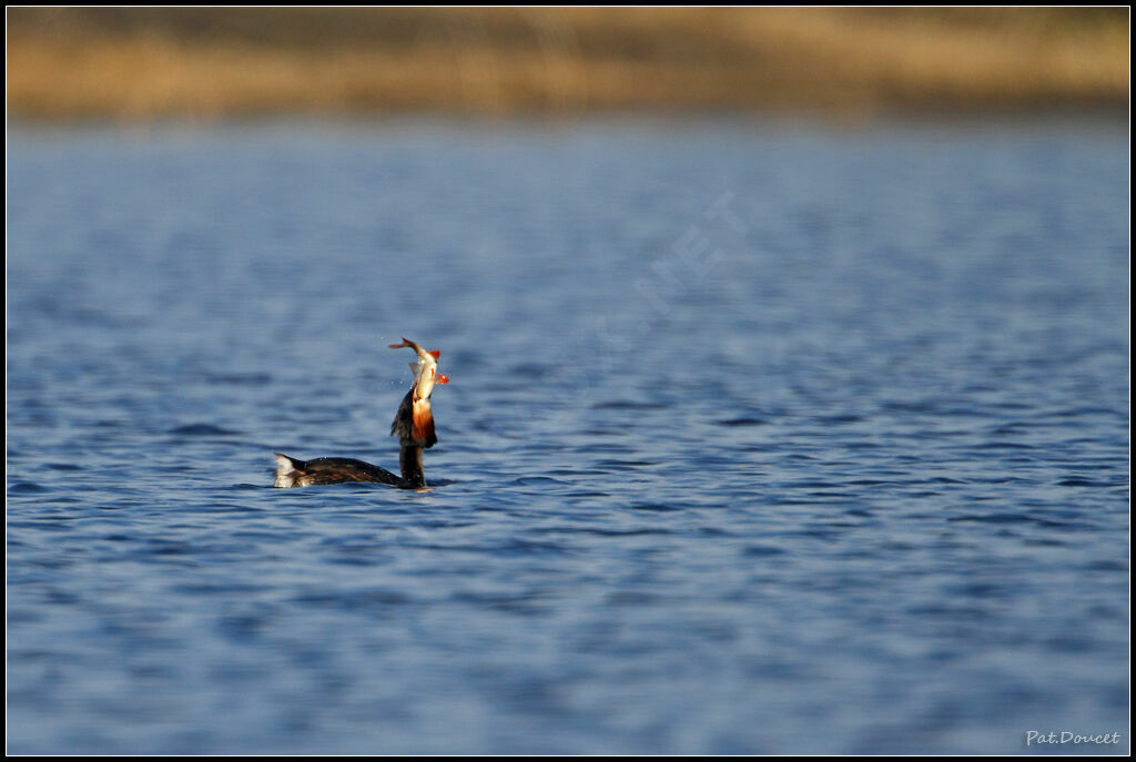 Great Crested Grebe