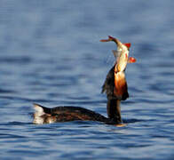 Great Crested Grebe