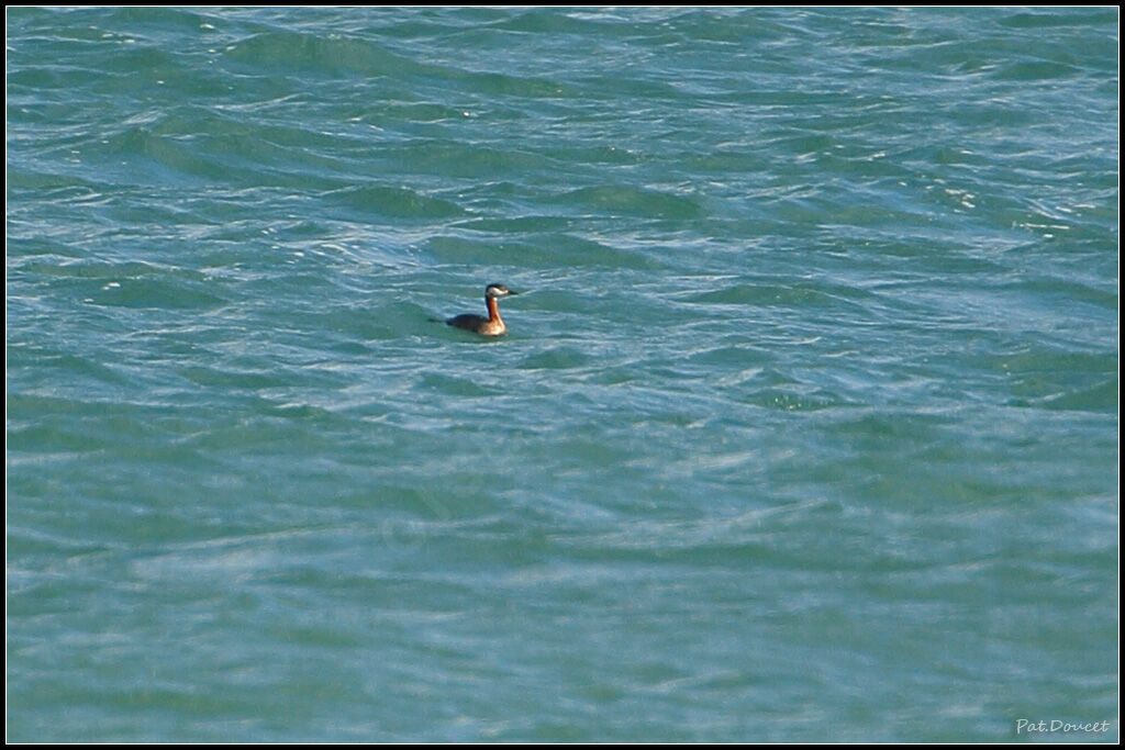 Red-necked Grebe