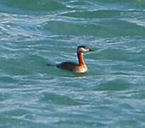 Red-necked Grebe