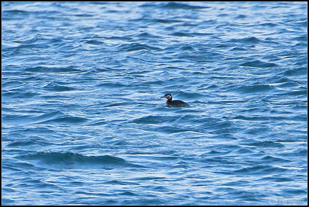 Red-necked Grebe