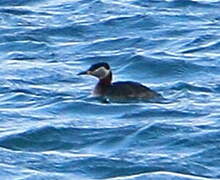 Red-necked Grebe