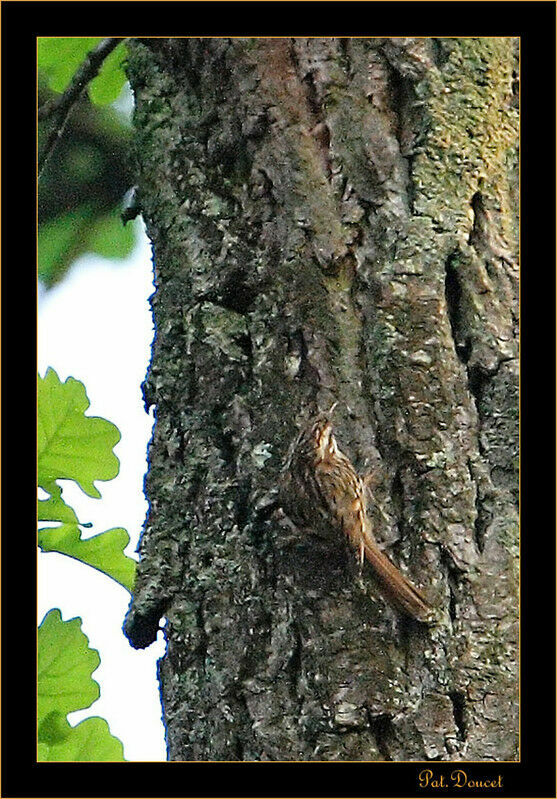 Eurasian Treecreeper