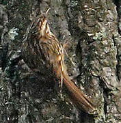 Eurasian Treecreeper