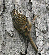 Eurasian Treecreeper