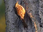Grimpereau des bois