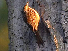 Eurasian Treecreeper