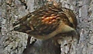 Eurasian Treecreeper