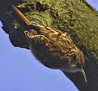 Short-toed Treecreeper