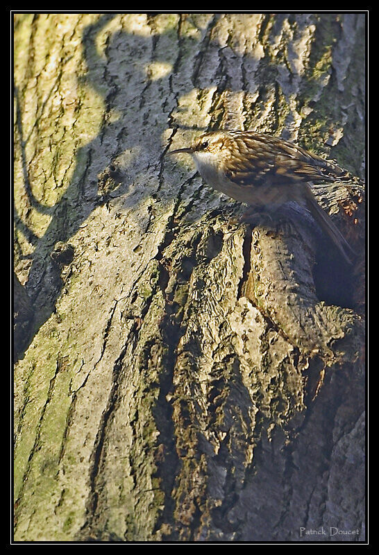 Short-toed Treecreeper