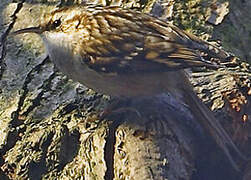 Short-toed Treecreeper