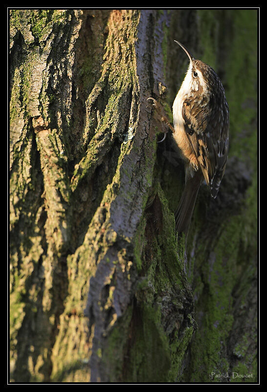 Short-toed Treecreeper