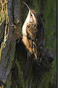 Short-toed Treecreeper