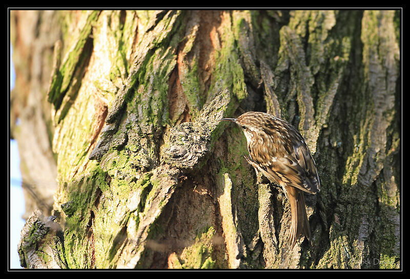 Short-toed Treecreeper