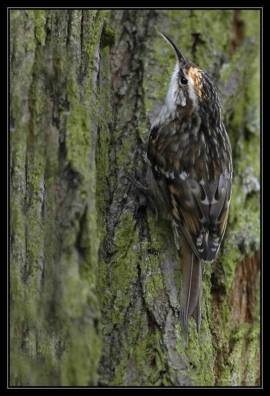 Short-toed Treecreeper