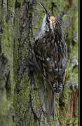 Short-toed Treecreeper