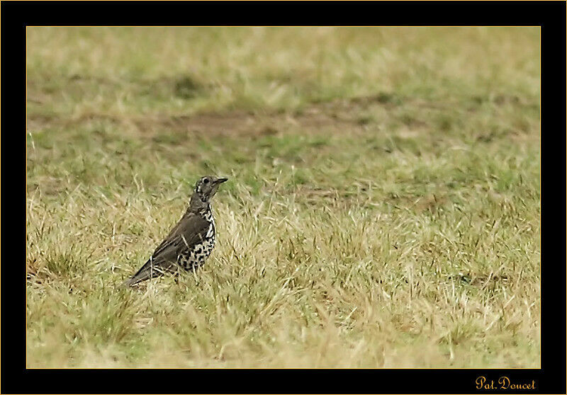 Mistle Thrush